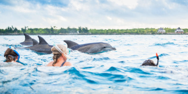 Dolphin and Whale watching Activities in Zanzibar Dolphin and Whale watching Activities in Zanzibar