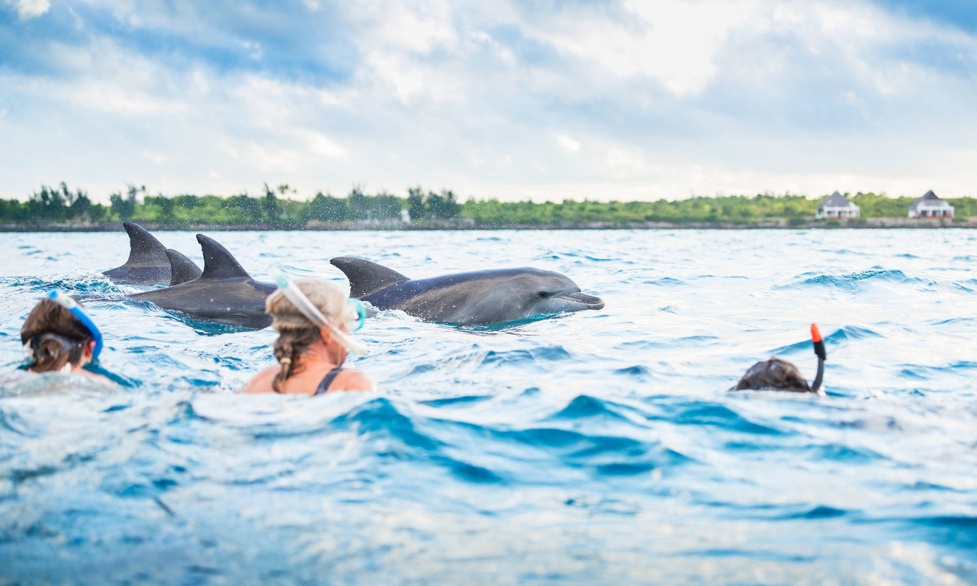 Dolphin and Whale watching Activities in Zanzibar