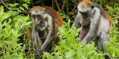 Jozani Forest Zanzibar zanzibar accommodations deals