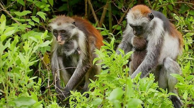 Jozani Forest Zanzibar