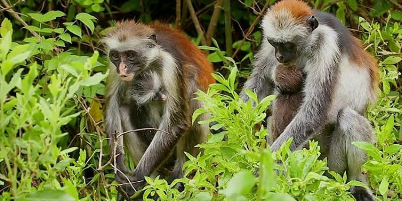 Jozani Forest Zanzibar