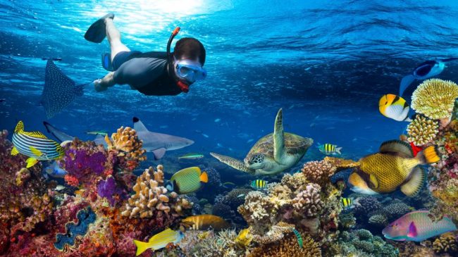 Snorkeling In Zanzibar Snorkeling In Zanzibar