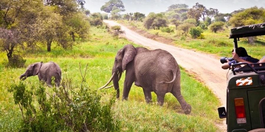 Zanzibar to Selous Safari Zanzibar to Selous Safari