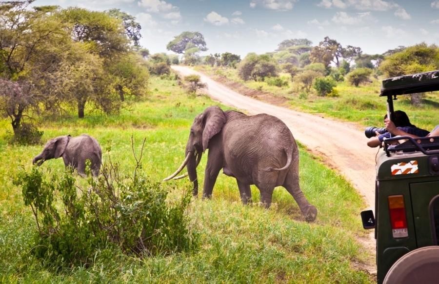 Zanzibar to Selous Safari