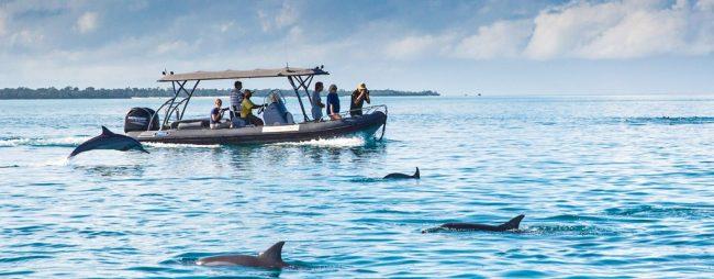 blog(3)june05 Dolphin Tour in Zanzibar