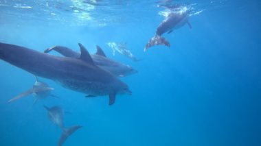 Dolphin Island zanzibar accommodations deals
