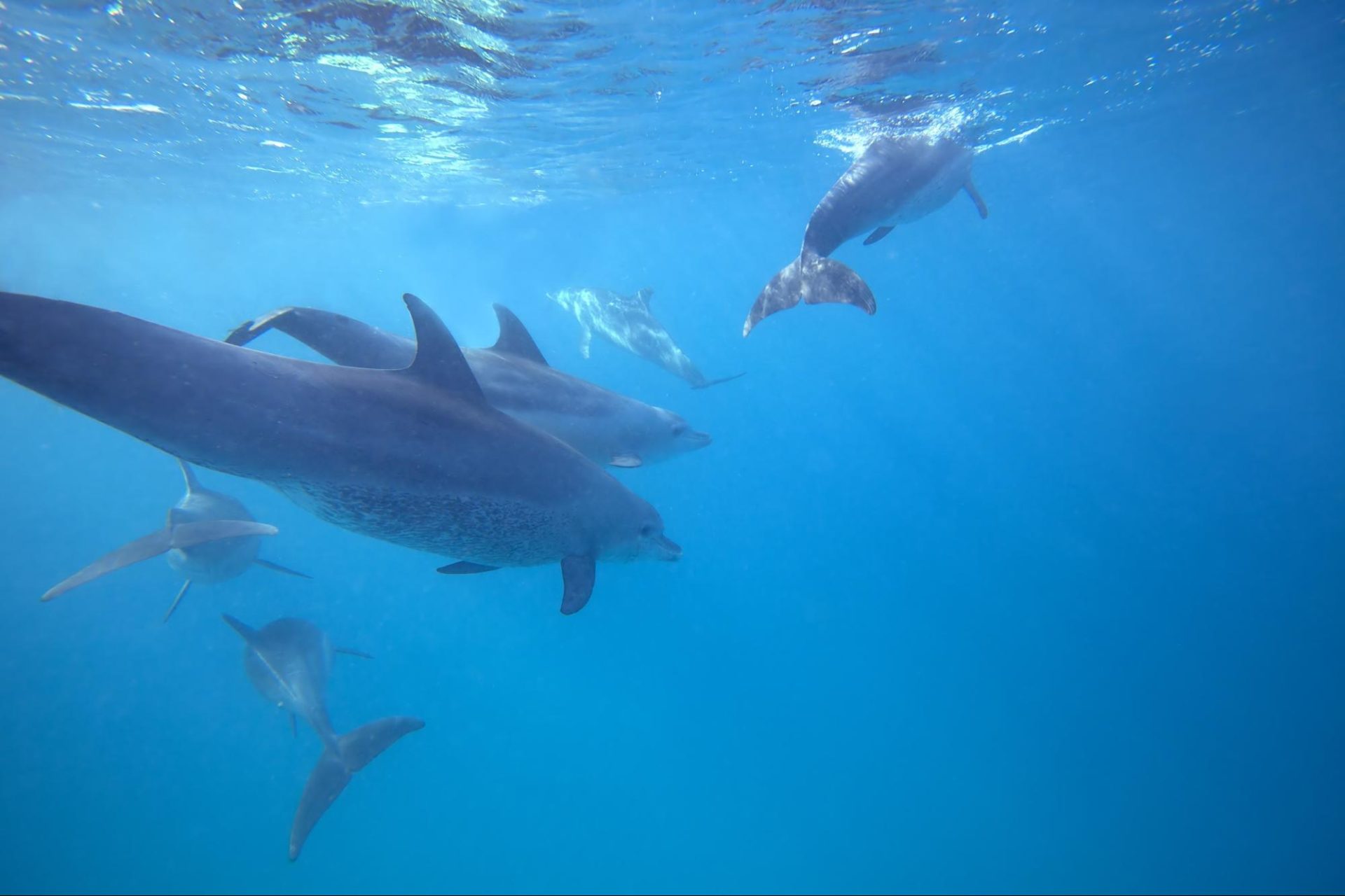 Dolphin Island
