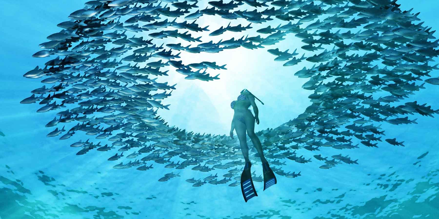 Zanzibar Marine Life